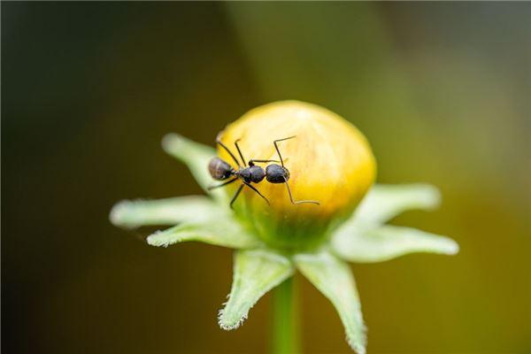 梦见蚂蚁:蚁围主,死期至