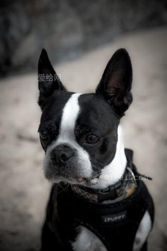 黑白法国斗牛犬(black and white french bulldog)